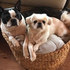 Meet your Posher, Bobbie